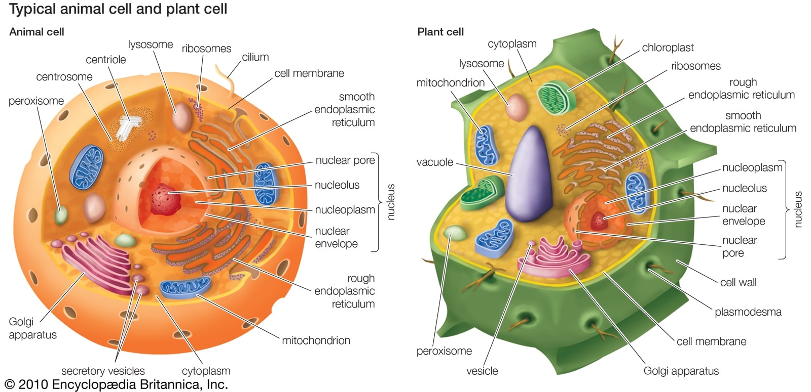 khung tế bào