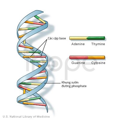 ADN là gì? – Trung tâm xét nghiệm ihope