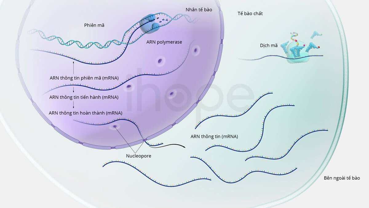 Quá trình biểu hiện gen