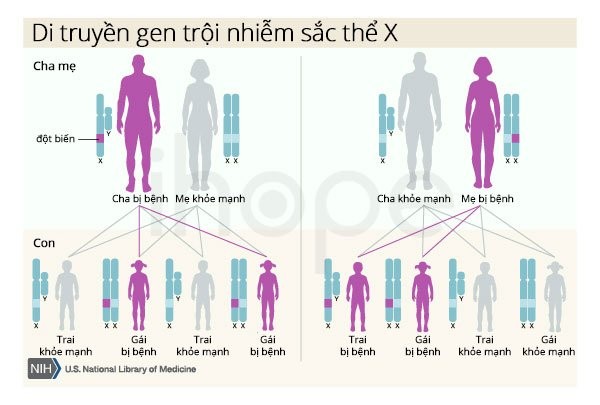 Cơ chế di truyền gen trội trên nhiễm sắc thể X