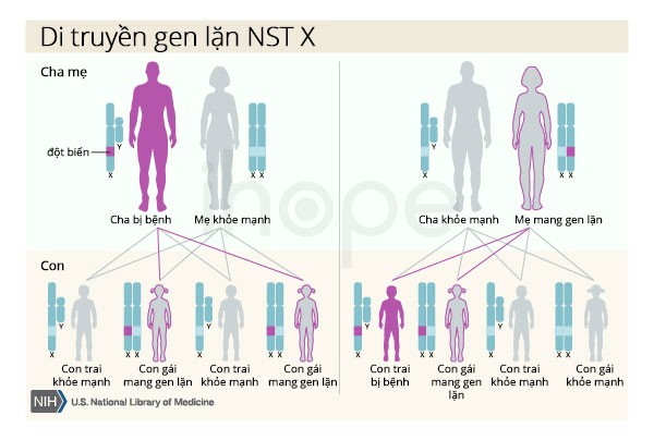 Cơ chế di truyền gen lặn trên nhiễm sắc thể X