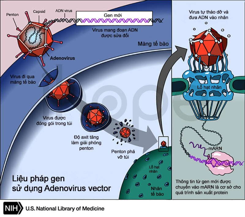Liệu pháp gen sử dụng adenovirus vector