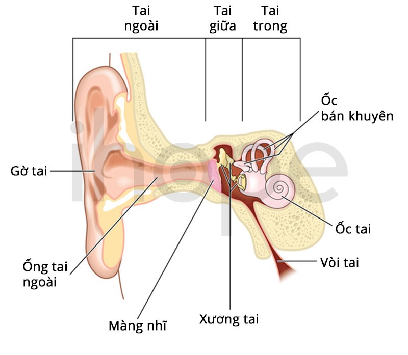 Giải phẫu tai người