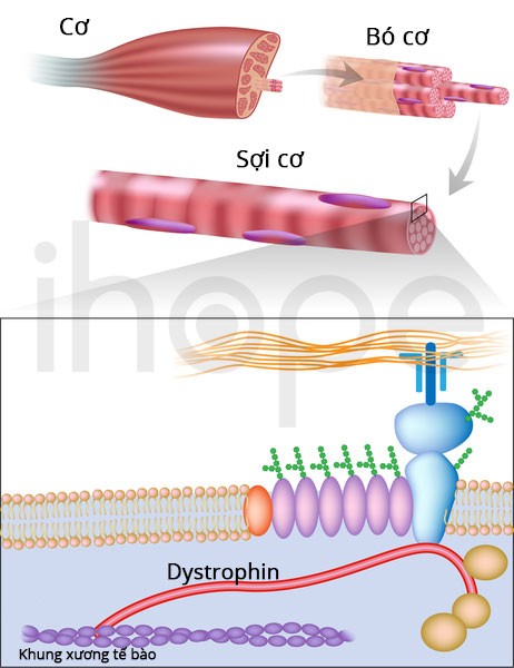 Dystrophin