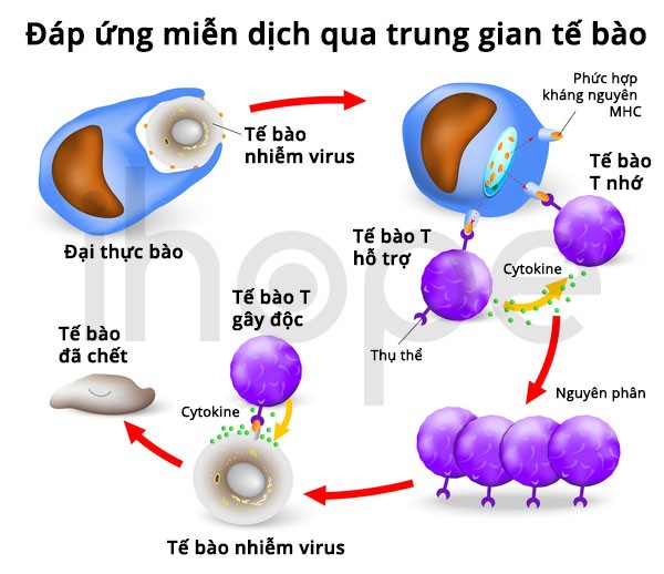 Vai trò của tế bào T trong hệ miễn dịch