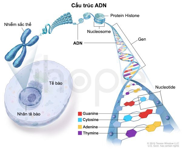 Cấu-trúc-ADN