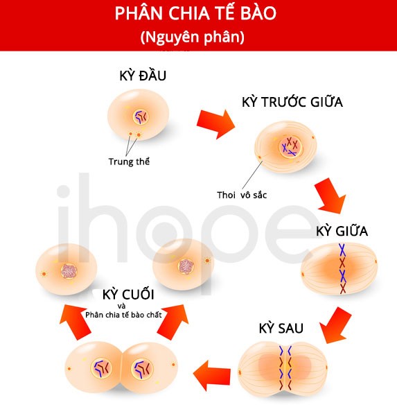 Phân Chia Tế Bào (nguyên Phân)
