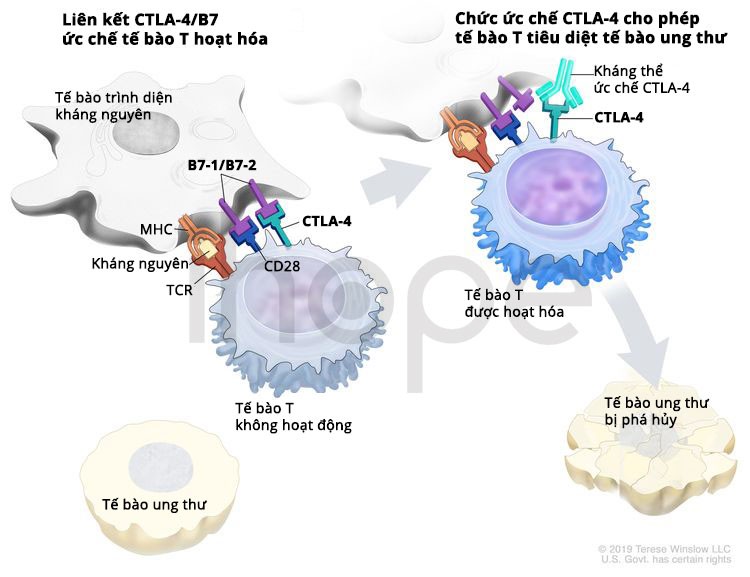 Liệu-pháp-miễn-dịch-ức-chế-CTLA-4