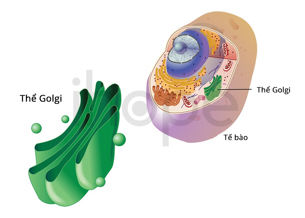 Cấu trúc nhân tế bào