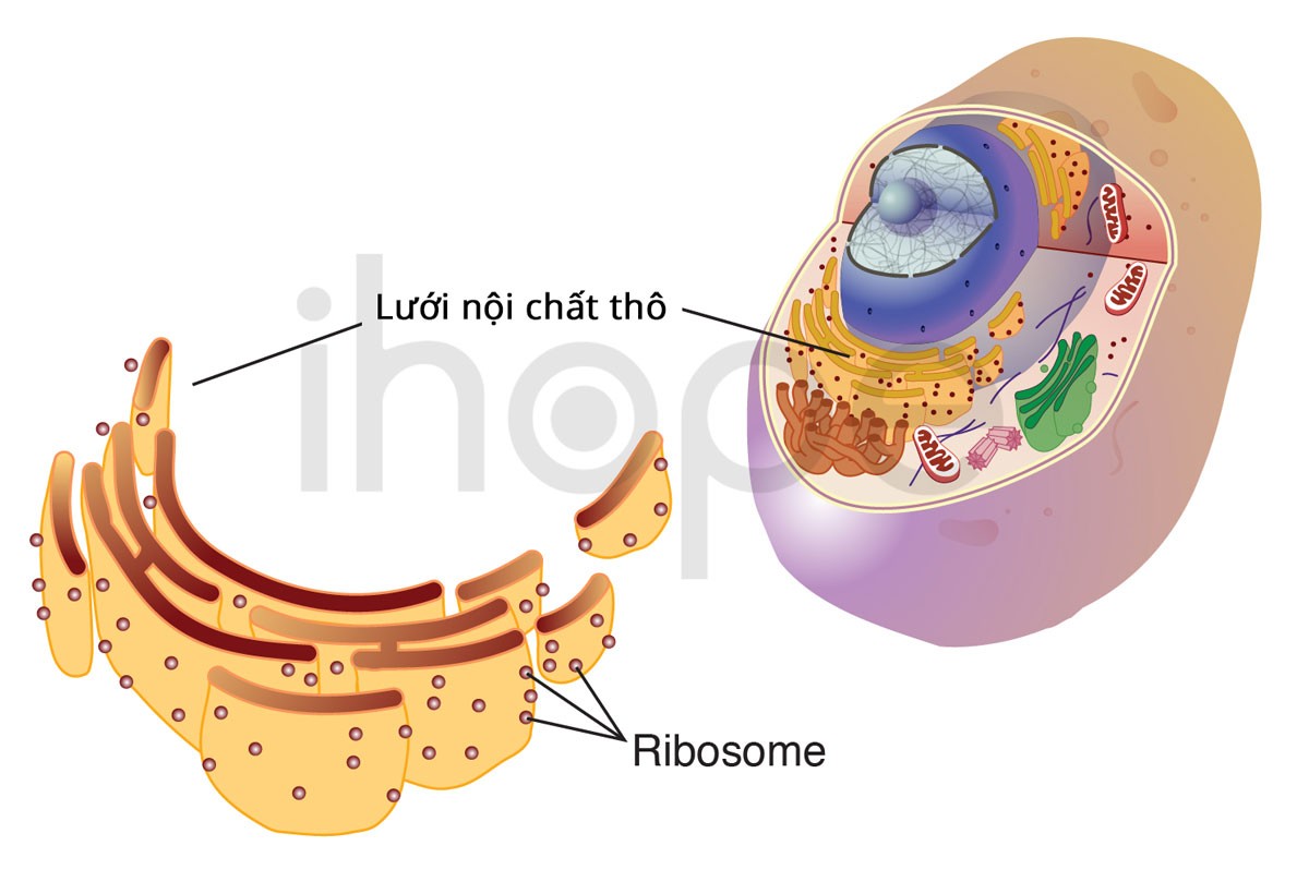 Ribosome gắn lên lưới nội chất