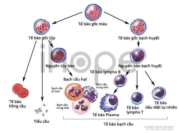 Quá Trình Phát Triển Các Tế Bào Máu