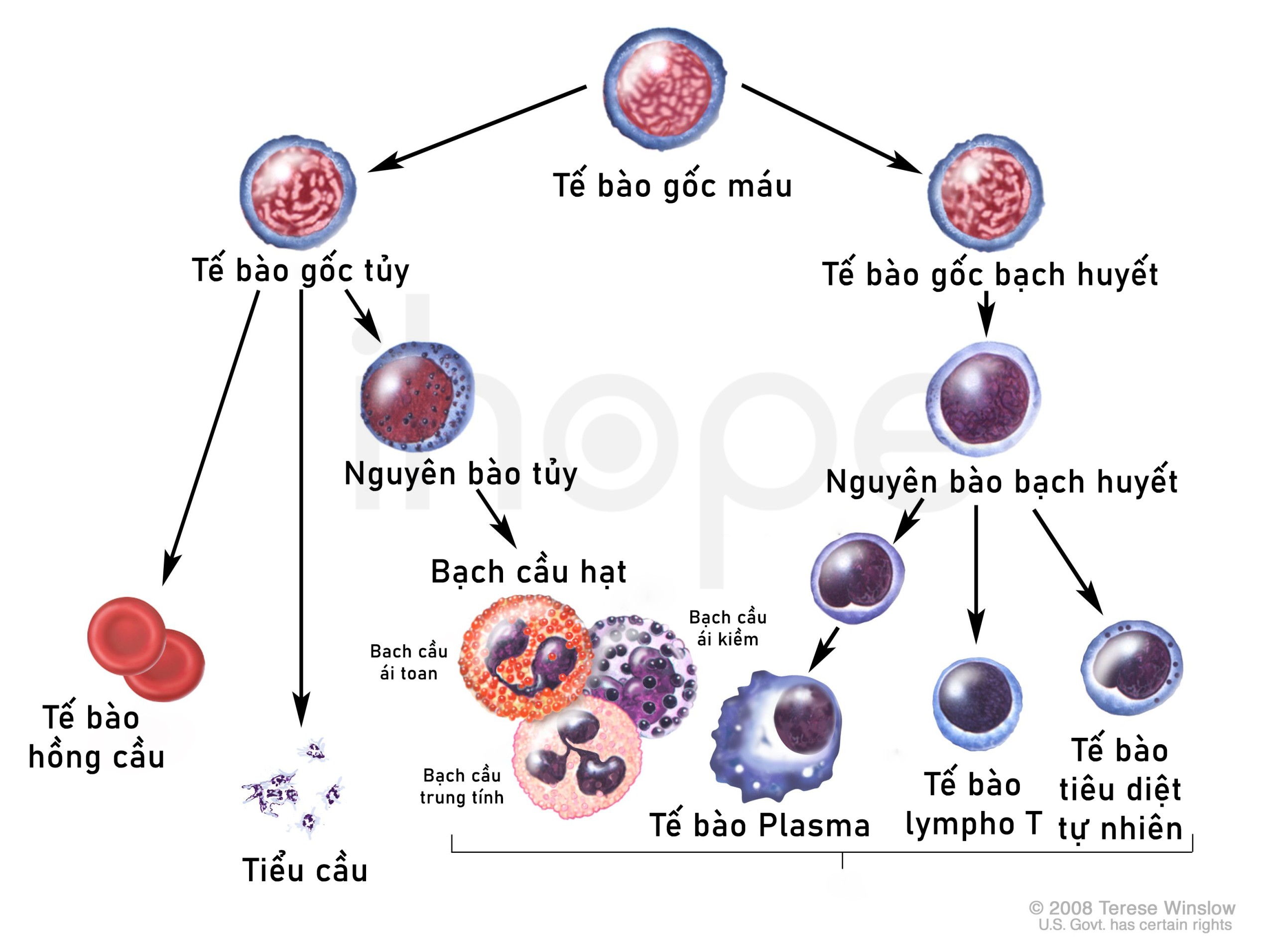 Quá trình phát triển của tế bào máu