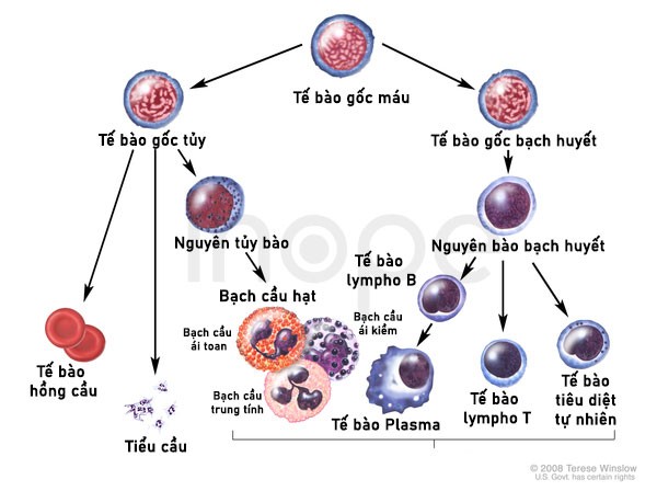 Quá-trình-phát-triển-của-tế-bào-máu