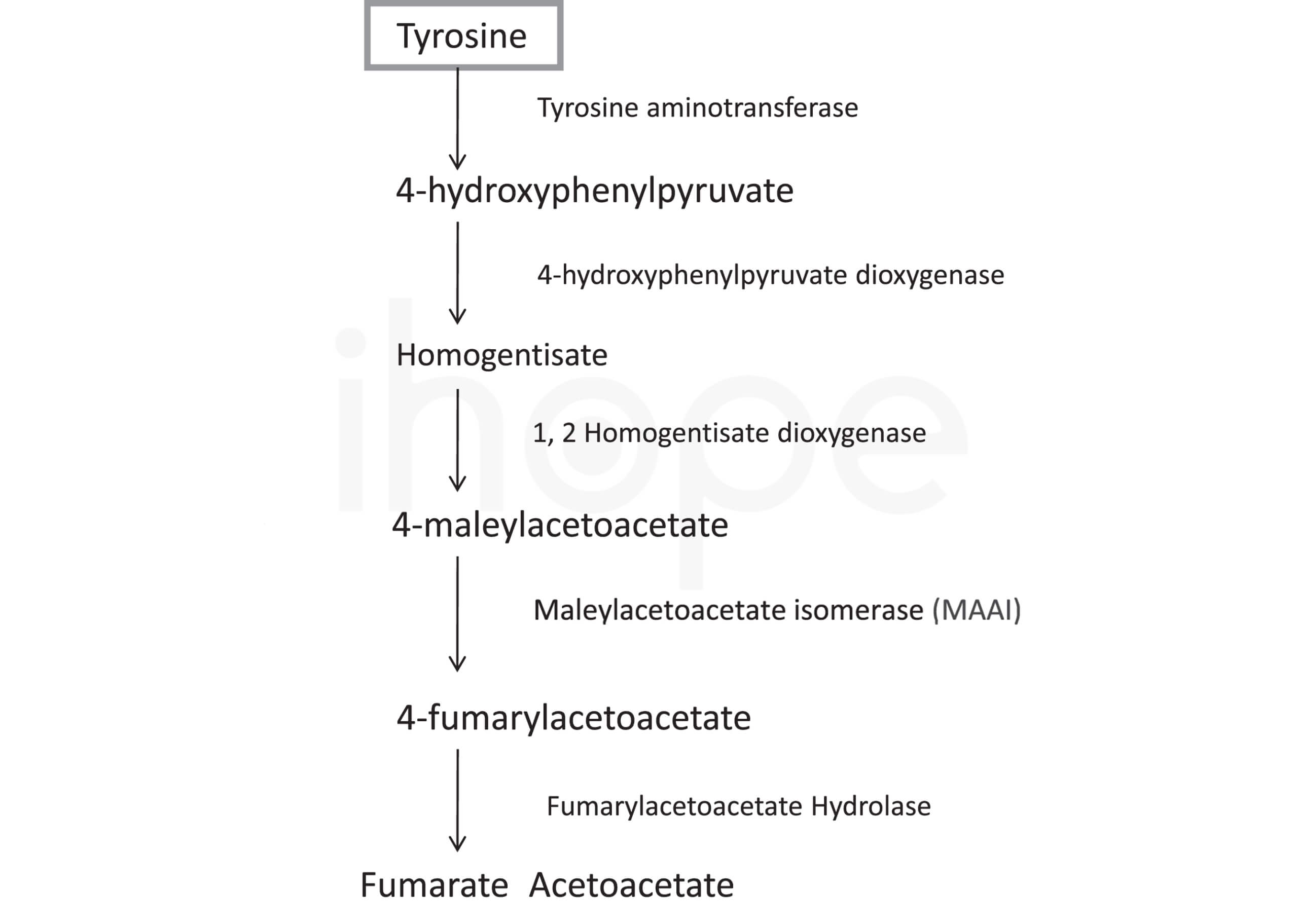 Quy trình phân hủy tyrosine