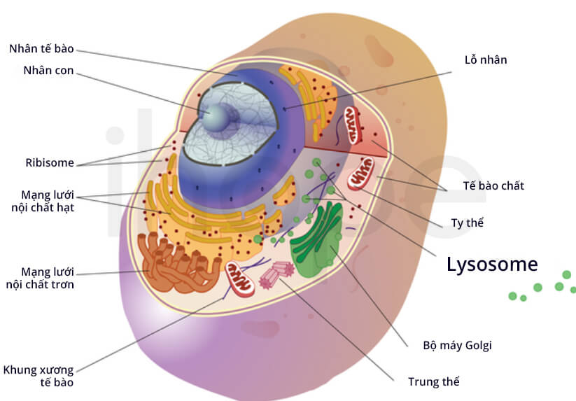 lysosome-va-cac-bao-quan