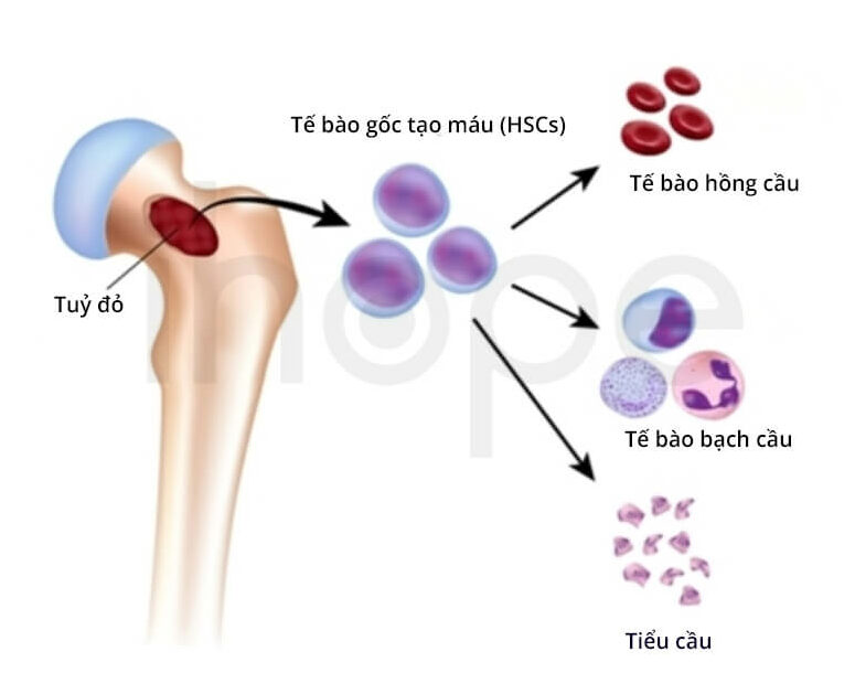qua-trinh-phat-trien-te-bao-mau-trong-tuy-xuong