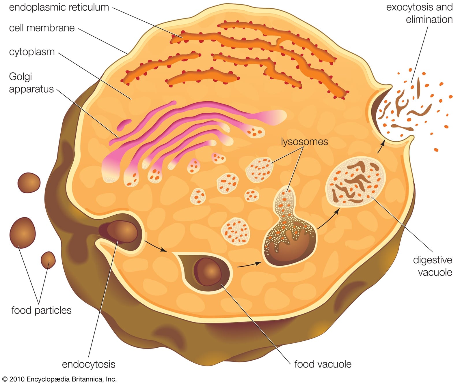 Ribosome gắn lên lưới nội chất