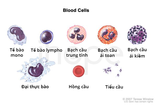 Các tế bào máu