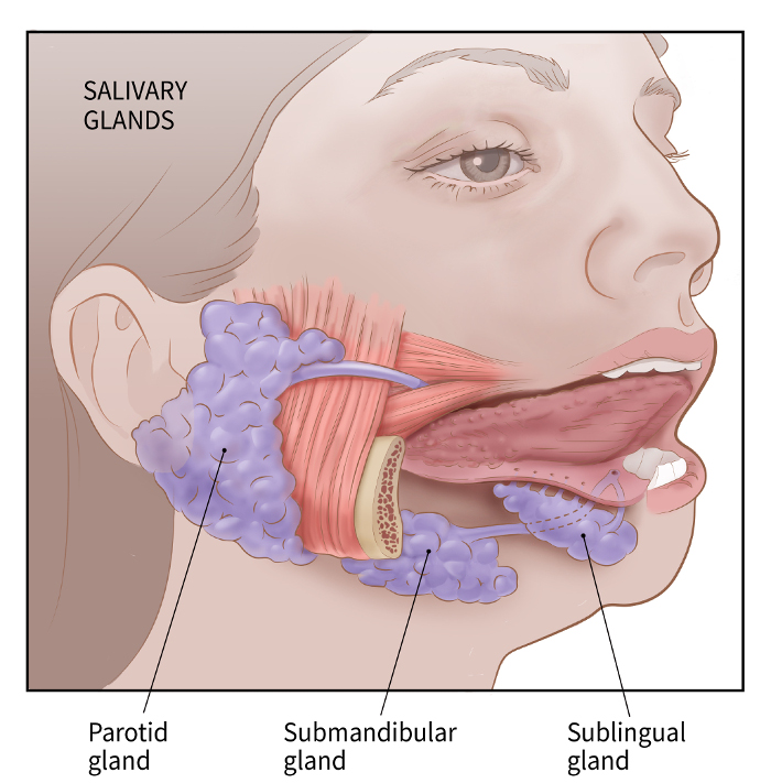 Salivary Glands
