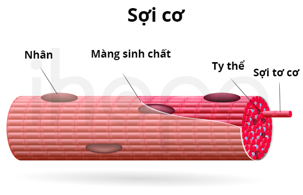 Sợi cơ