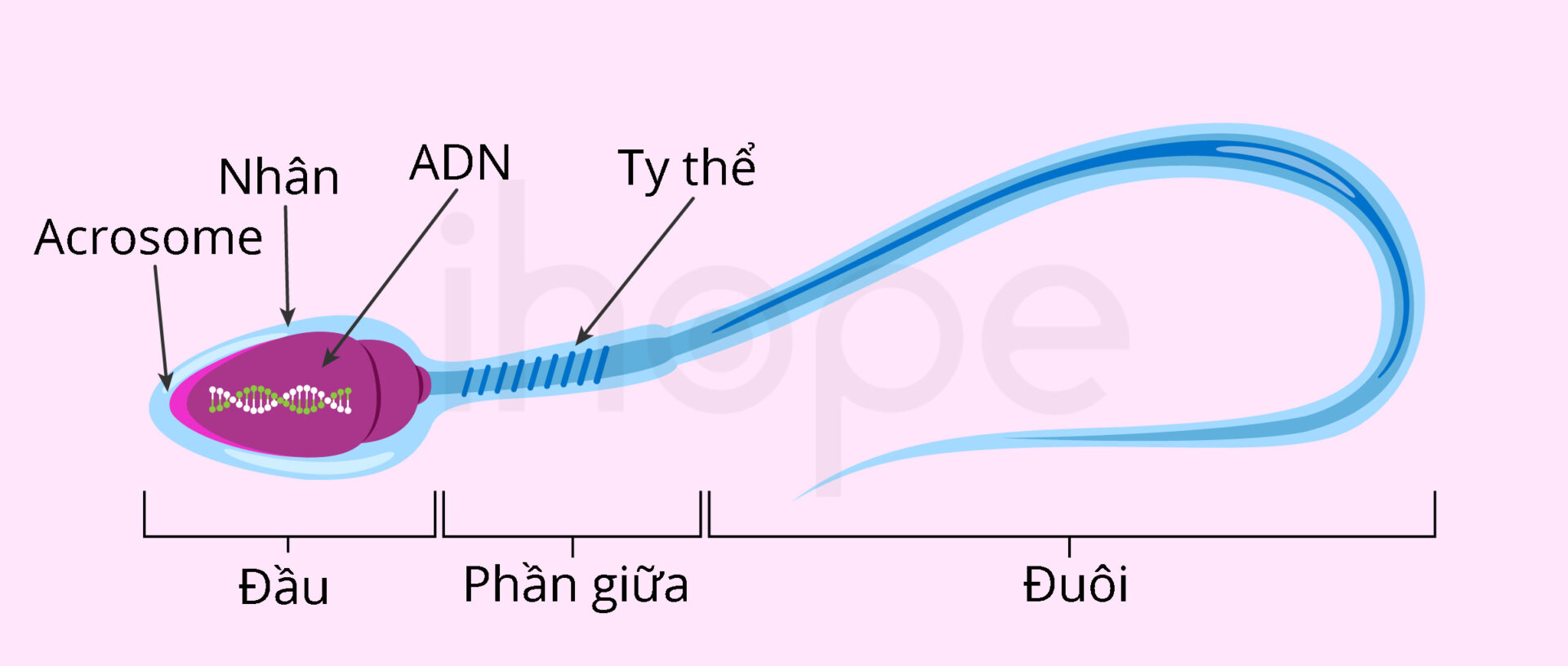 Cấu tạo tinh trùng