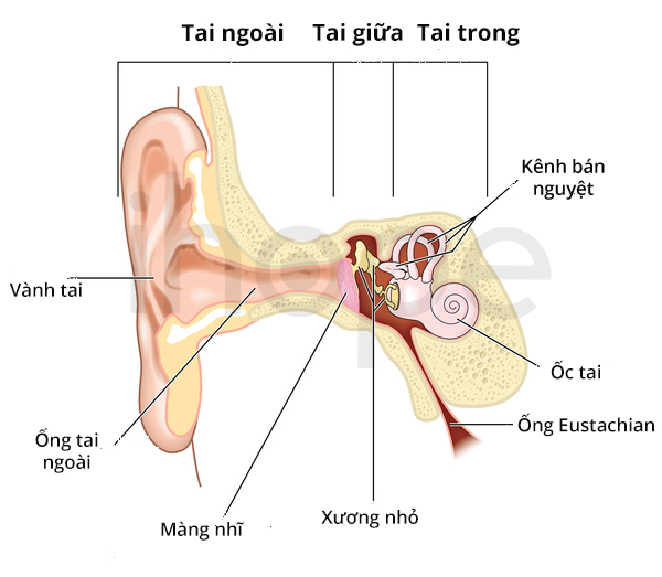 Cấu trúc tai bình thường