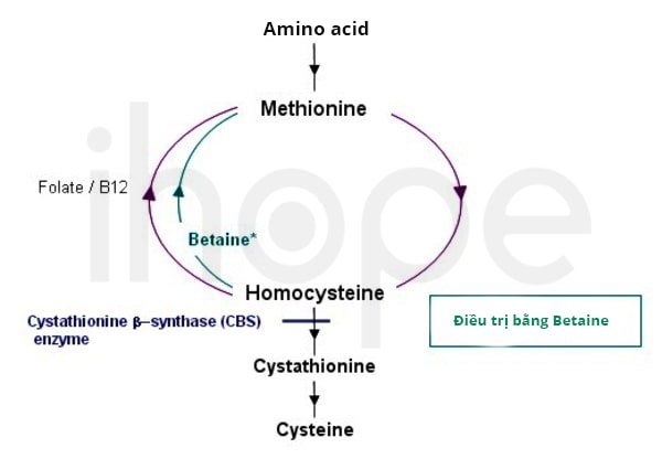 con đường chuyển hóa methionine