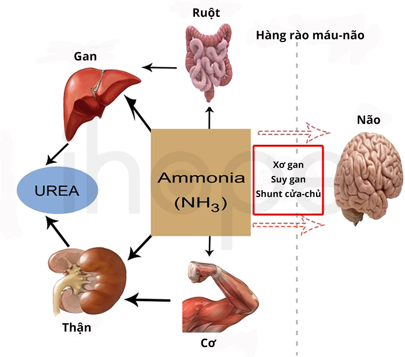 Ảnh hưởng của ammonia