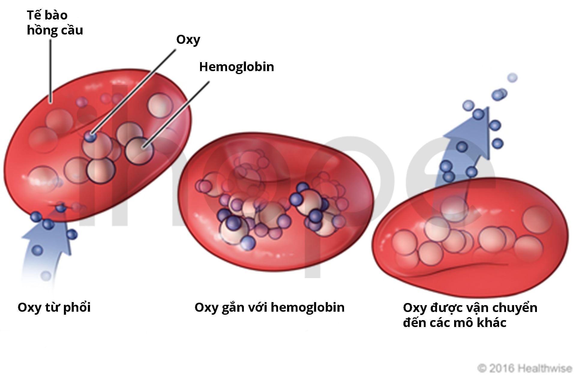 hemoglobin nằm trong tế bào hồng cầu giúp vận chuyển oxy-min