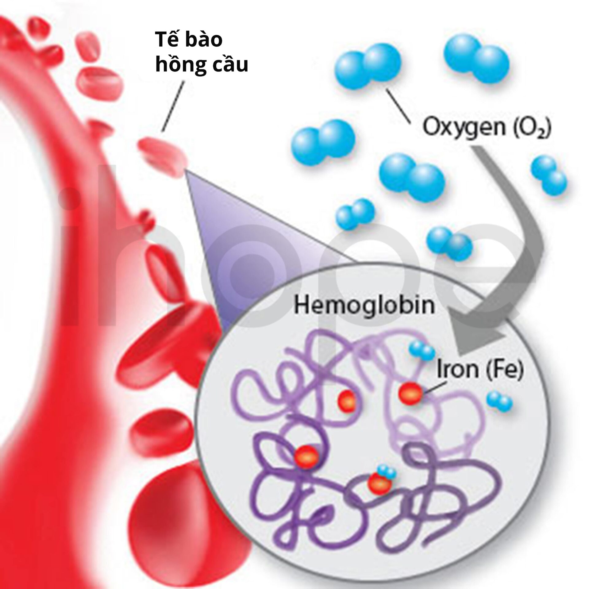 Hemoglobin Nằm Trong Tế Bào Hồng Cầu Giúp Vận Chuyển Oxy Min