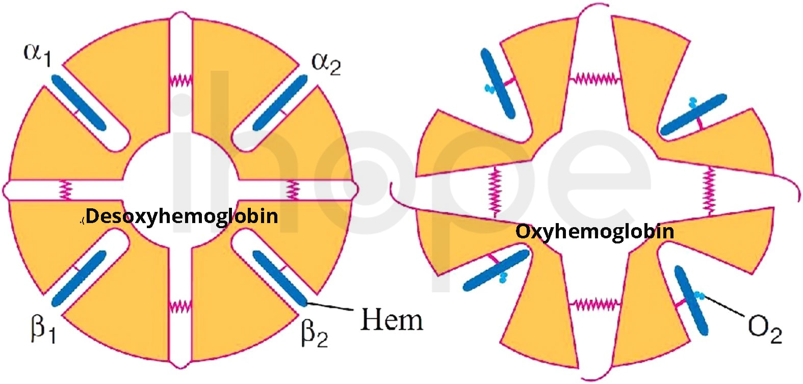 oxyhemoglobin and desoxyhemoglobin-min