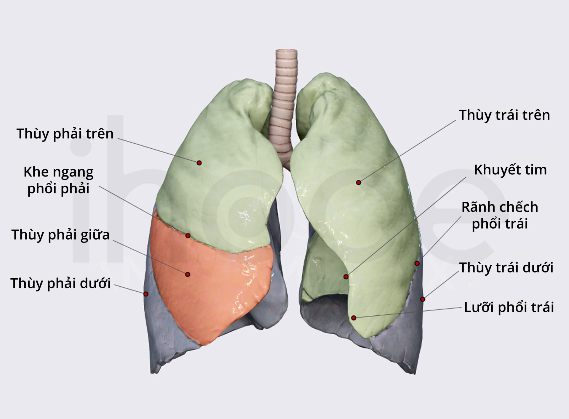 Các thùy của phổi