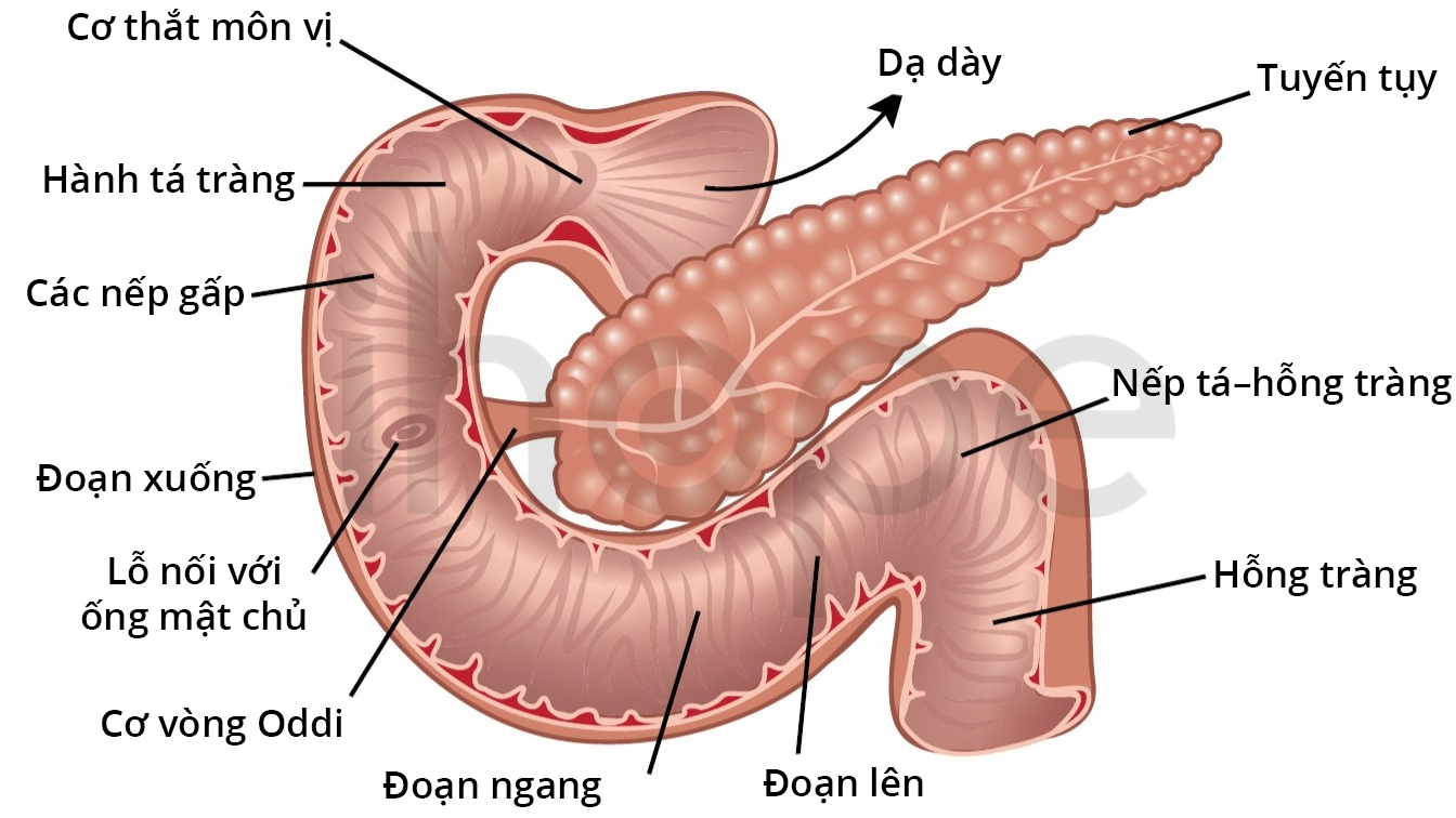 Nếp gấp tá hỗng tràng