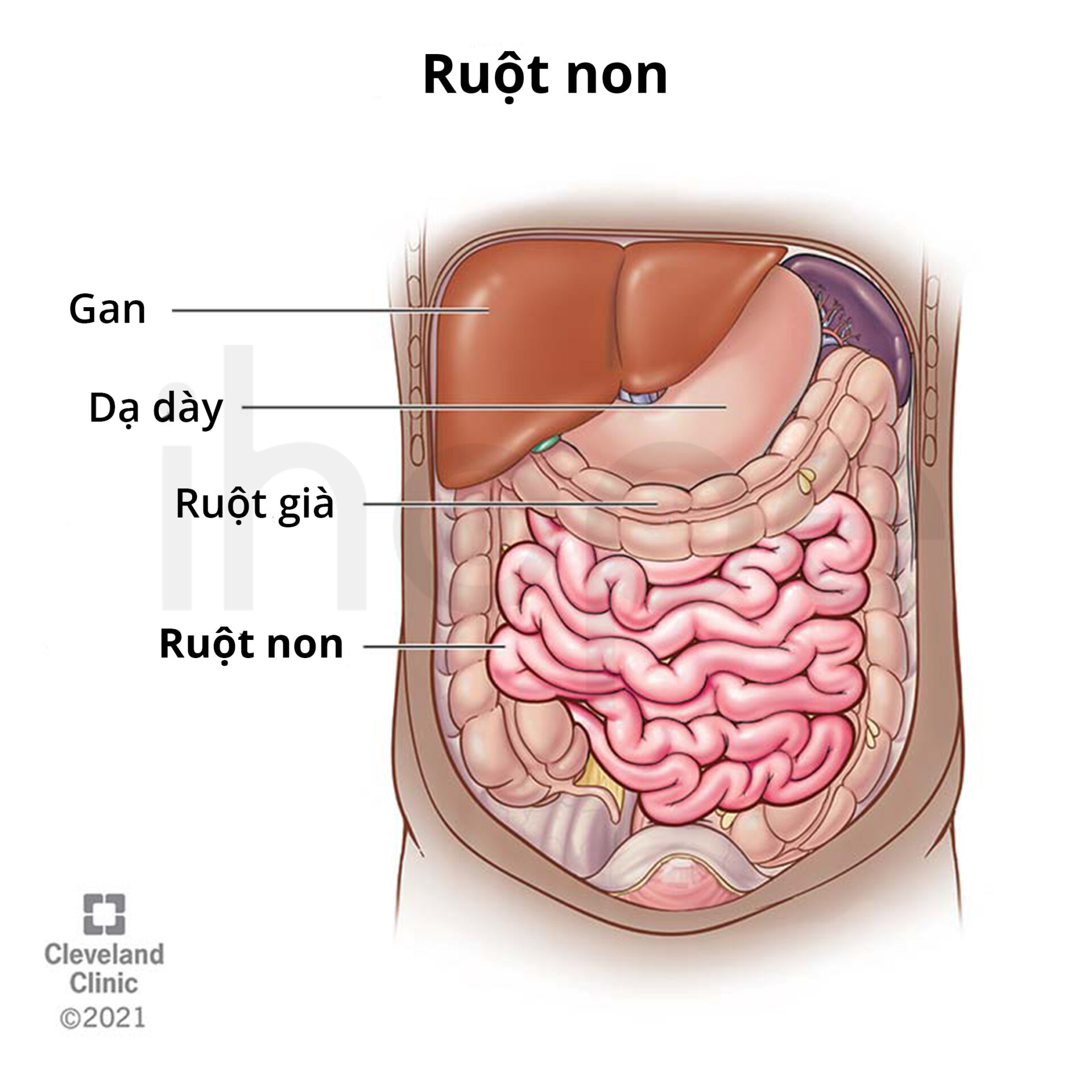 Ruột non