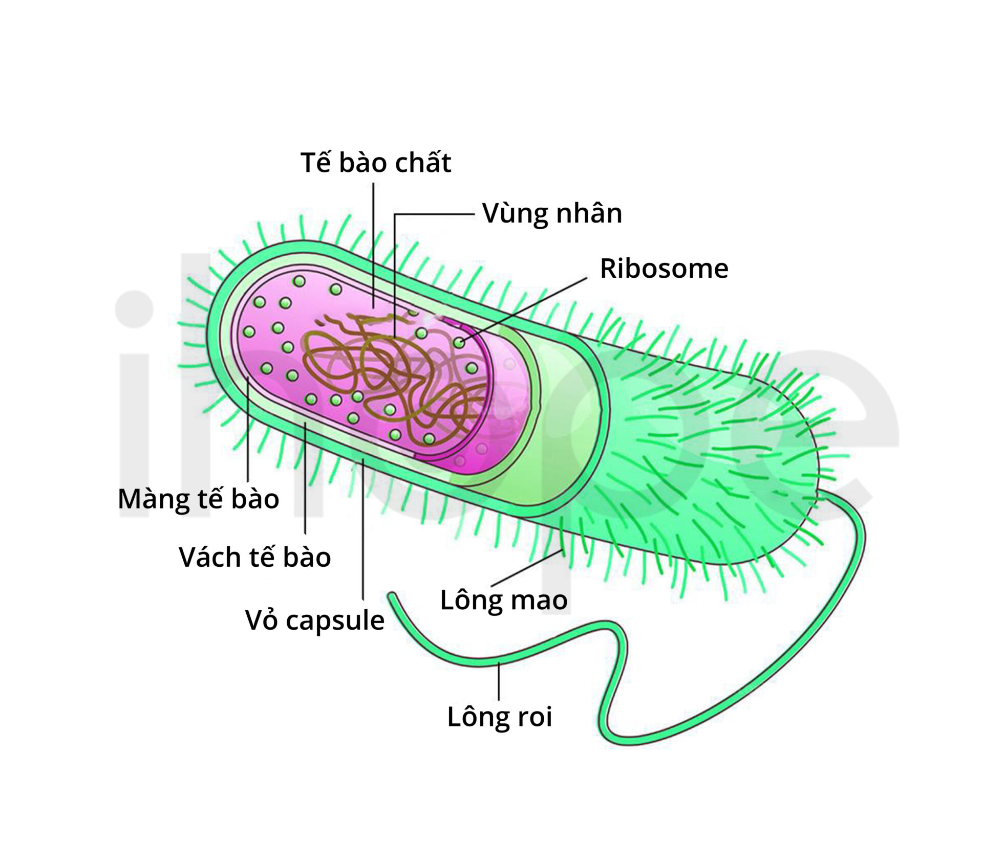 Cấu trúc vi khuẩn