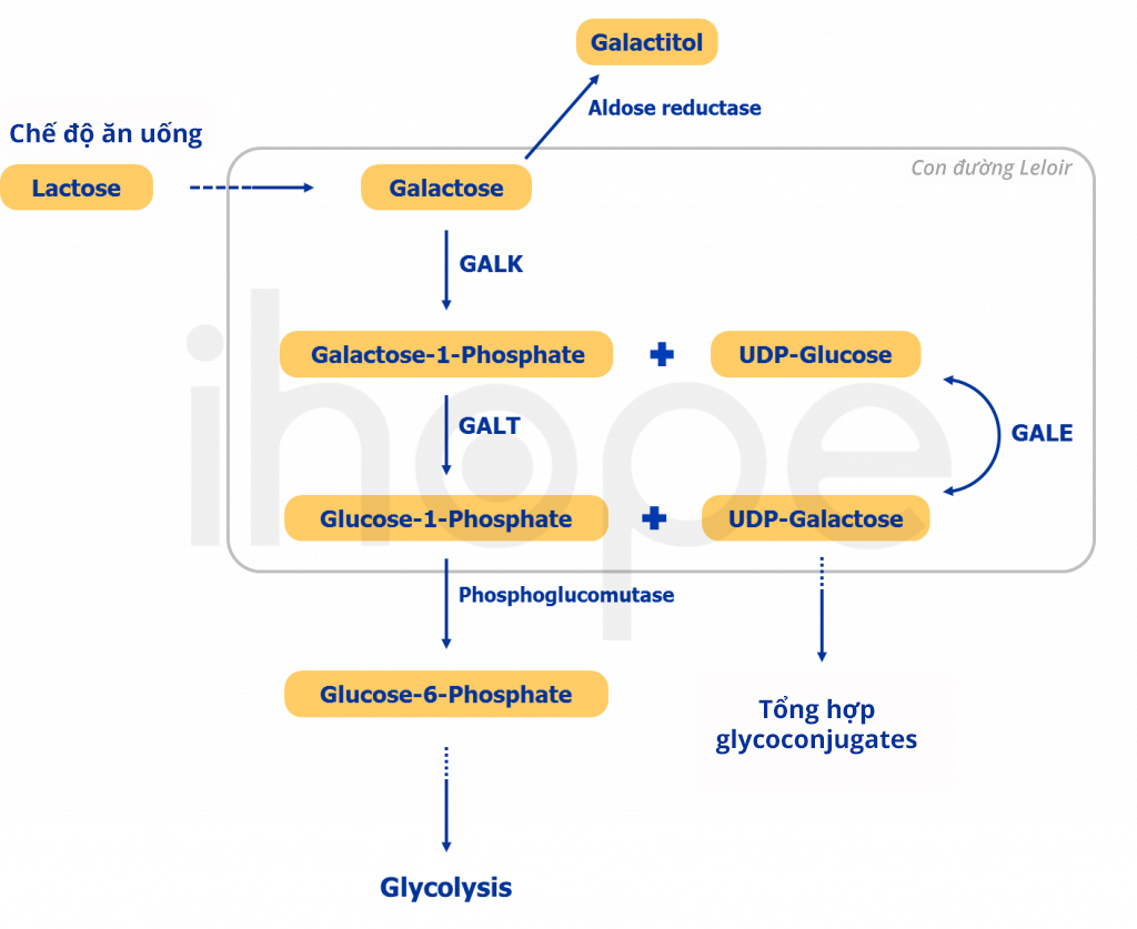 Quy trình chuyển hóa galactose