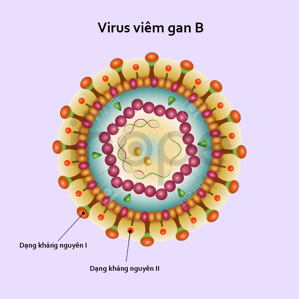 Kháng Nguyên Trên Bề Mặt Virus Viêm Gan B
