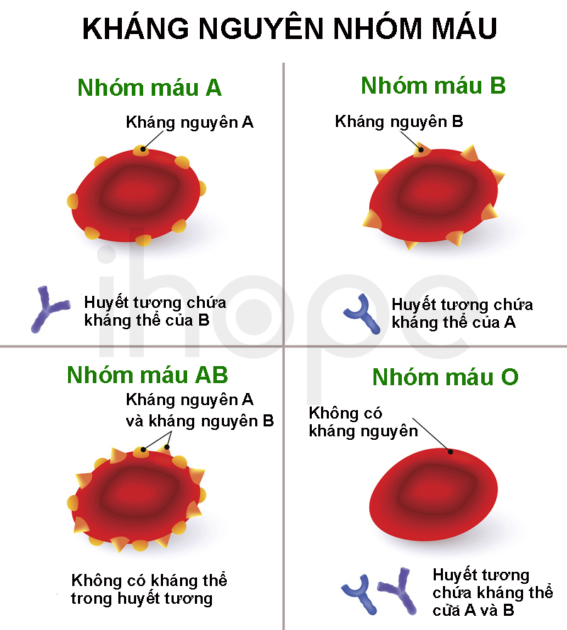 Abo Blood Groups