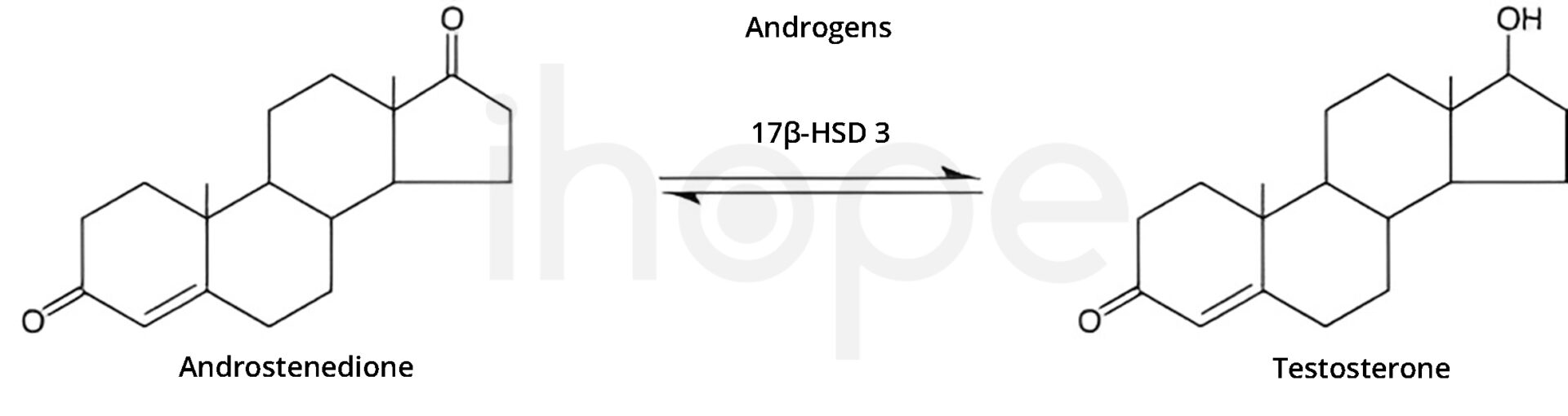 Vai Trò Của 17 Beta Hydroxysteroid Dehydrogenase 3 Trong Phản ứng Chuyển Hóa Androgen Out