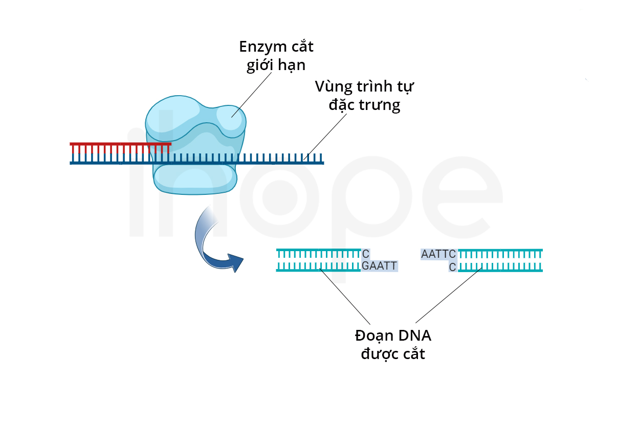 Enzym Cắt Giới Hạn