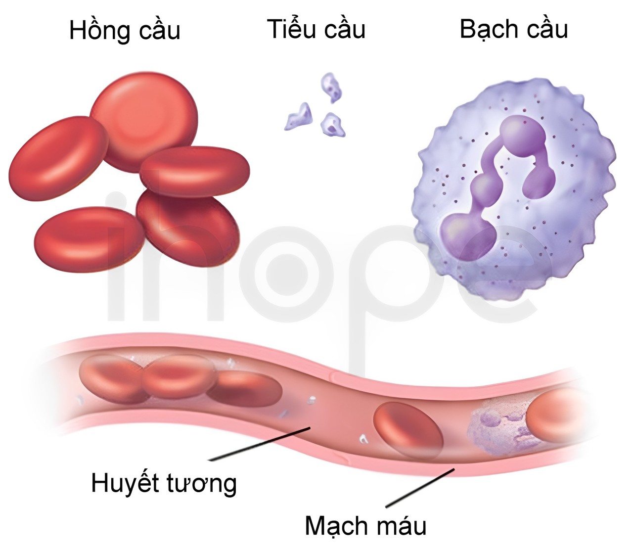 3 Loại Tế Bào Máu