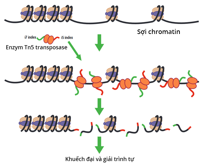 Active Atac Seq Hoạt động