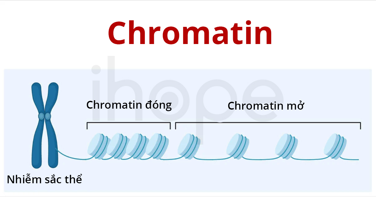 Chromatin đóng Mở