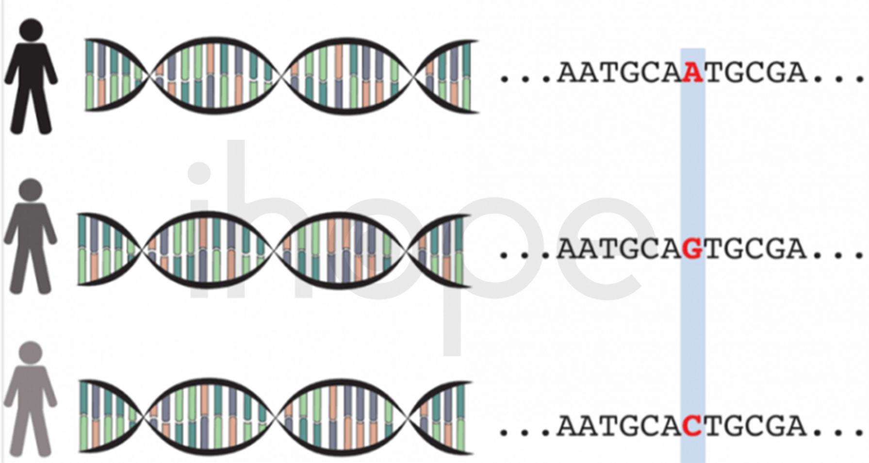 Đa Hình đơn Nucleotide (snp)