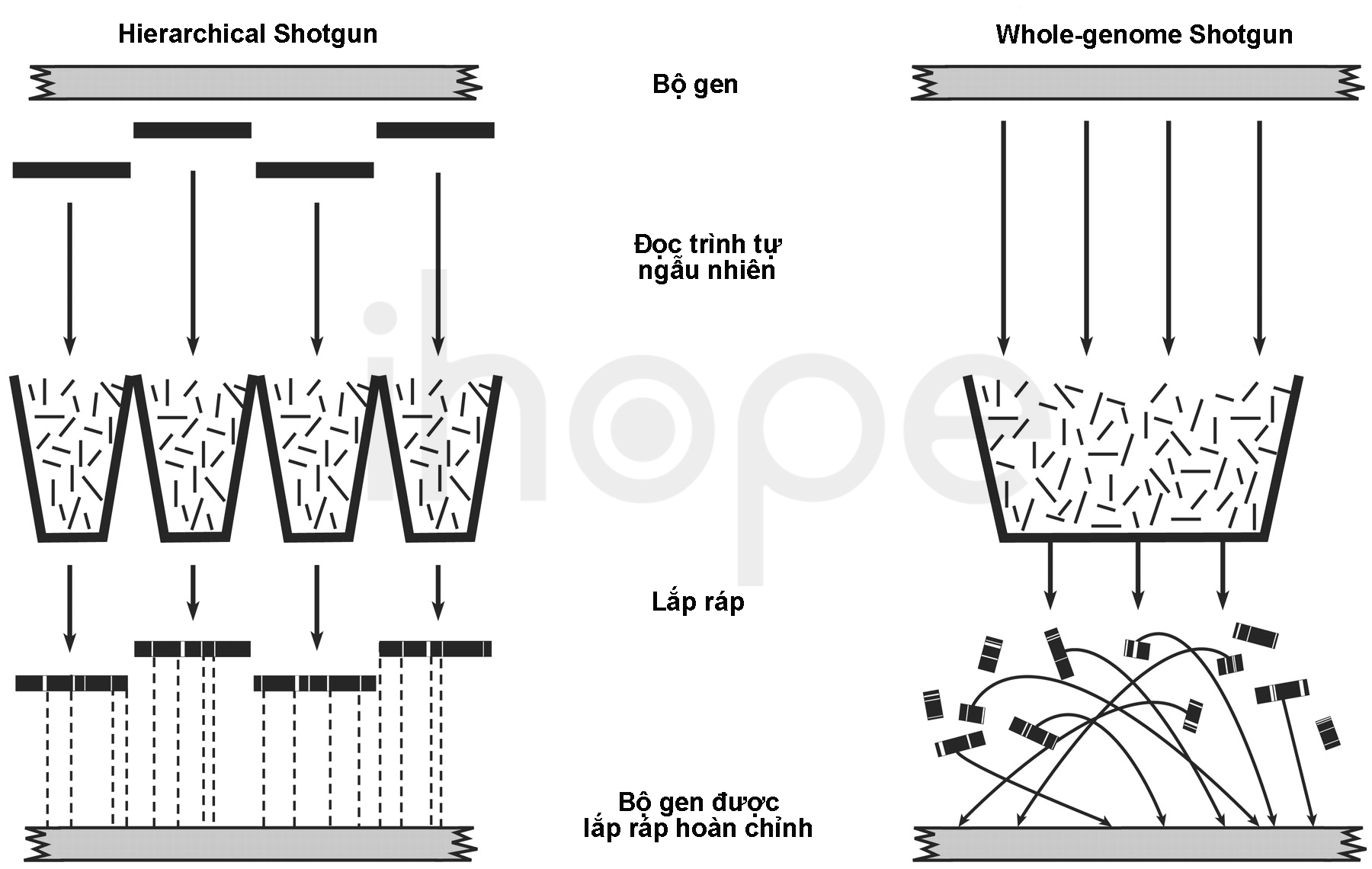 Hierarchical Shotgun Và Whole Genome Shotgun
