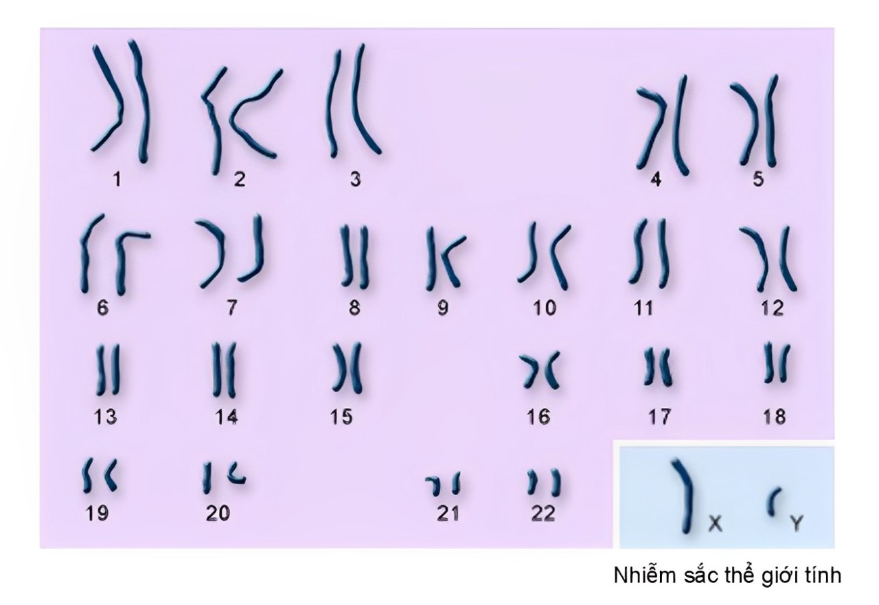 Bộ Nhiễm Sắc Thể Của Con Người