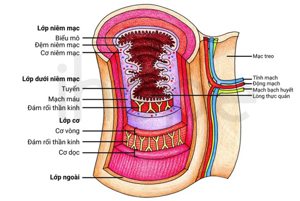 Cấu Tạo Các Lớp Thành Thực Quản
