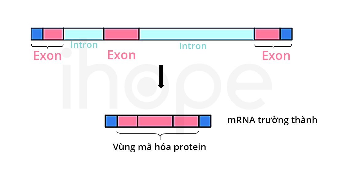 Cấu Tạo Exon