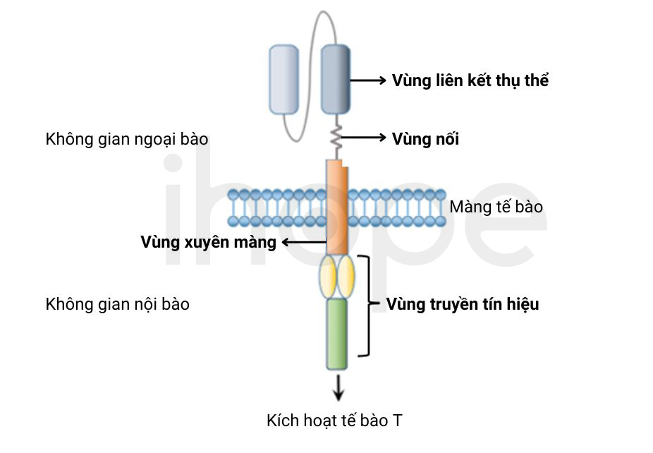 Cấu Trúc Car 1
