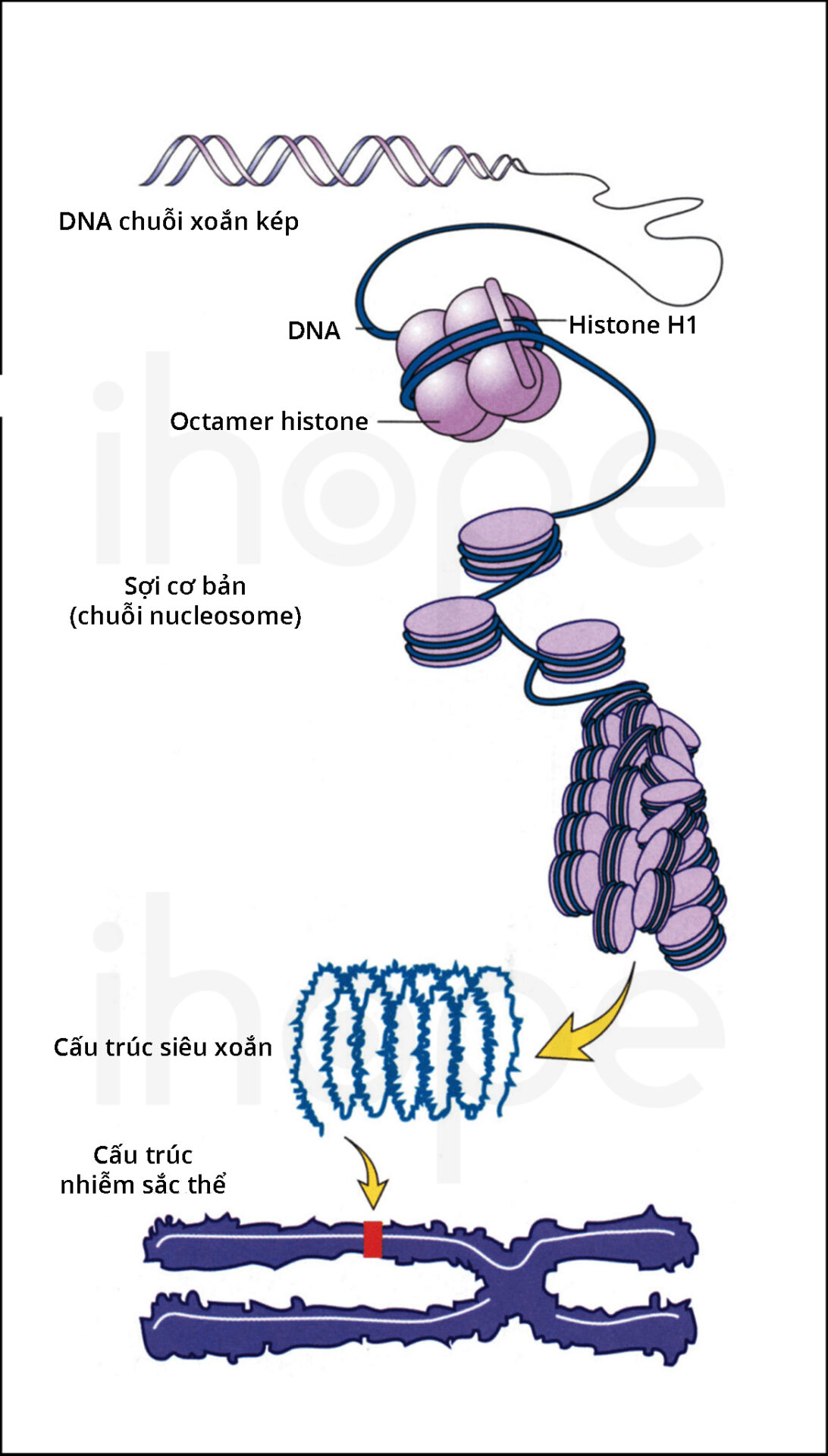 Cấu Trúc Nst